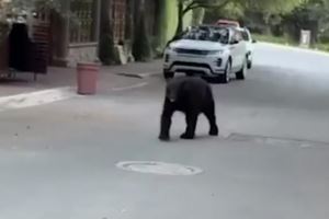 熊出没！太阳报：前马竞前锋科雷亚抱女儿出门，遇到一只熊